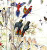 blue mtns birds poster small