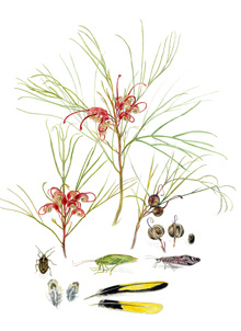 grevillea johnsonii