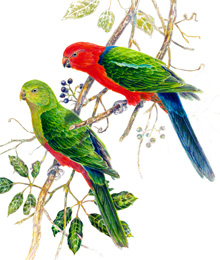 king parrots 220